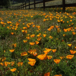 Eschscholtzia californica